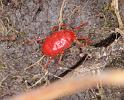 Trombidium_holosericeum_D4701_Z_88_Broek in waterland_Nederland